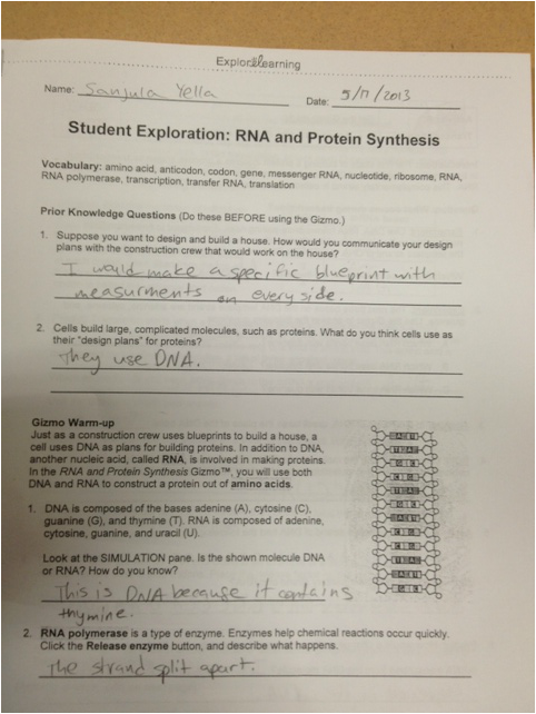 rna and protein synthesis gizmo answers activity c